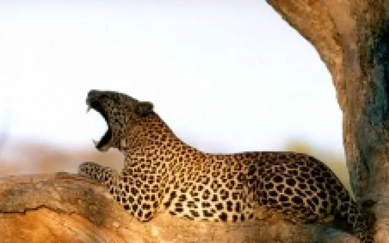 Leopard disponibile anche per gli sviluppatori Select e Premier