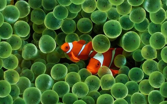 Pesce d'Aprile 2014, i migliori scherzi su Apple