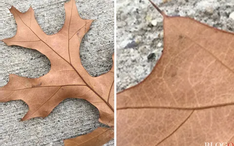Zoom illimitato nelle Foto, a causa di un bug in iOS