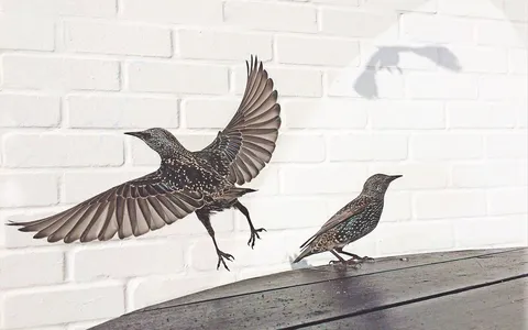 iPhone Photography Awards 2015, le foto più belle degli utenti