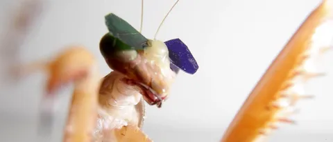 Una mantide religiosa con gli occhiali 3D