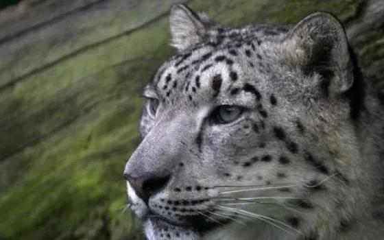 Apple riconosce il bug relativo alla cancellazione di file in Snow Leopard