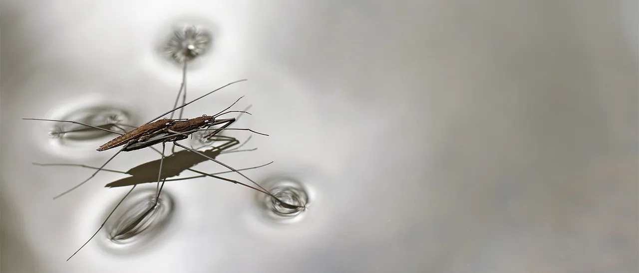 Il robot-insetto che salta sull'acqua