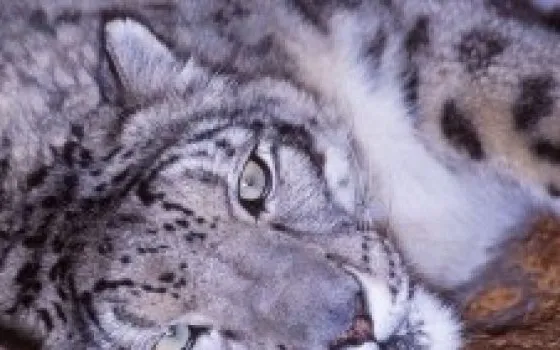 Snow Leopard: un bug cancella tutti i file di un account