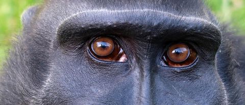 Il selfie del macaco: di chi è la foto?