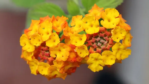 Canon EOS 70D