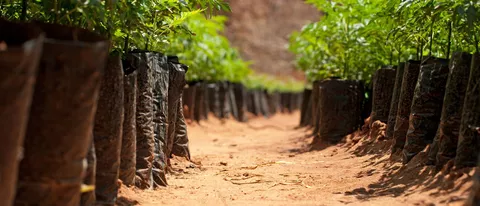 OPPO dona 1.000 alberi per la Giornata della Terra