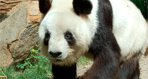 Dai virus ai panda: la storia di Li Jun