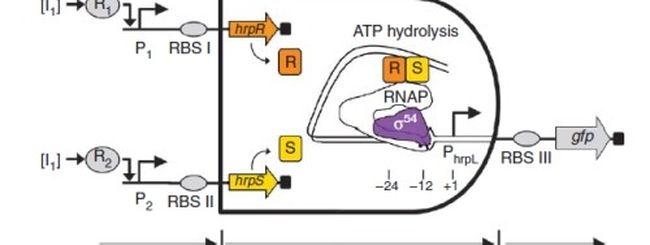I computer biologici diventeranno presto una realtà
