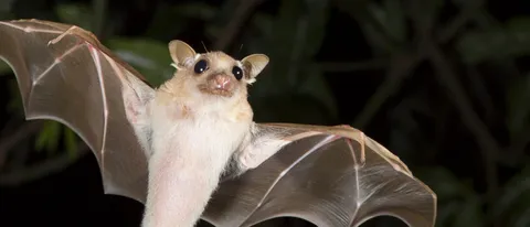 Il machine learning per capire i pipistrelli