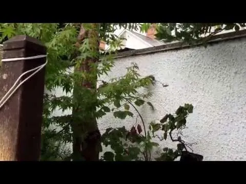 First Look Apple iPhone 6 Plus 1080p iSight Camera 60 FPS