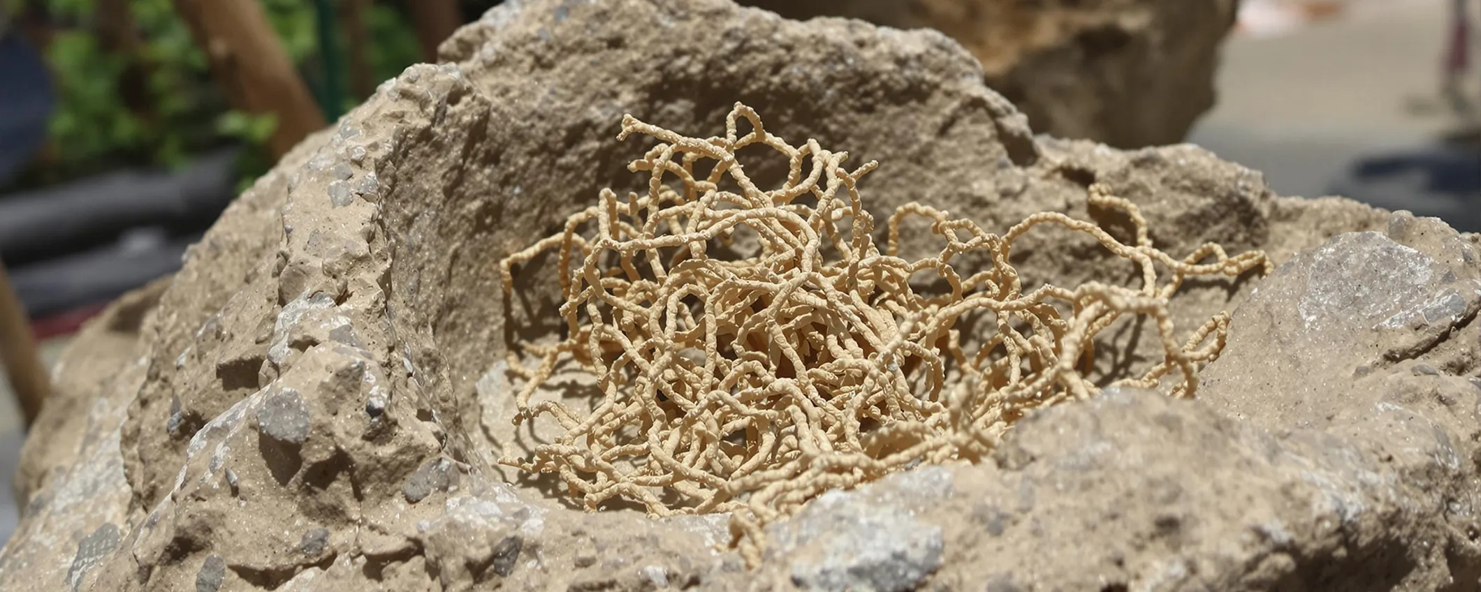 Scoperta rivoluzionaria: collagene trovato in fossile di dinosauro