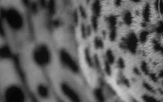 Il 26 ottobre sarà il giorno di Leopard?