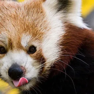 Firefox 22 non bloccherà i cookie di terze parti