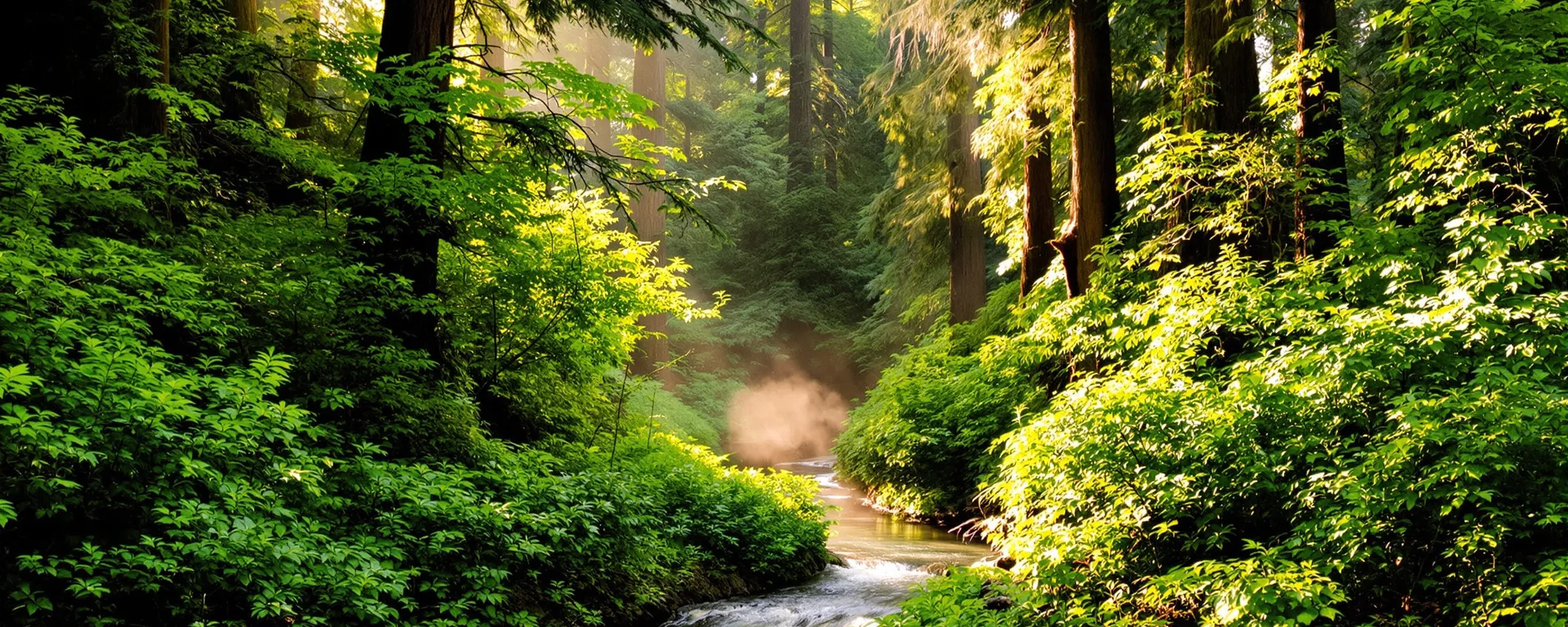 Apple amplia il Restore Fund per proteggere la Gualala River Forest e le sequoie costiere