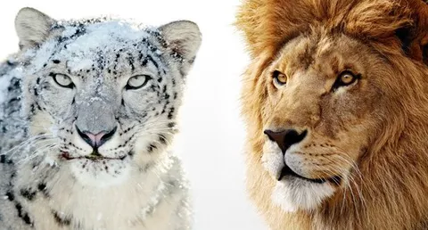 Apple rilascia Security Update 2013-001 per Snow Leopard e Lion
