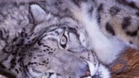 Snow Leopard: un bug cancella tutti i file di un account