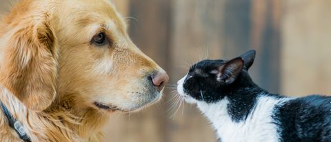 Assicurazioni animali domestici: quale soluzione scegliere?
