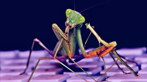 Roaming Mantis: il nuovo malware che si sta diffondendo in Europa