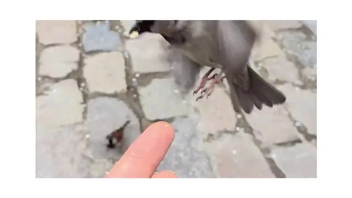 Shot on iPhone 6 -  Passero