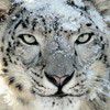 Snow Leopard verso il record di vendite