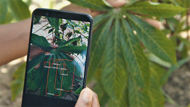 L'intelligenza artificiale di PlantVillage al servizio delle comunità agricole, sotto forma di un'applicazione per smartphone