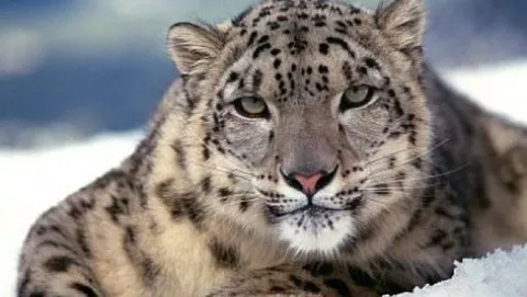 Forbes: Snow leopard sarà la pallottola d'argento di Vista