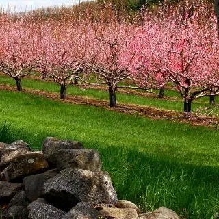 La robotica abbraccia l'agricoltura