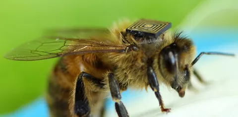 Salvare le api con la tecnologia