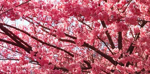 Arriva la primavera, anche su Street View