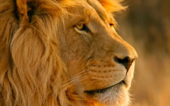 Mac OS X Lion arriva a sorpresa il 14 Giugno?