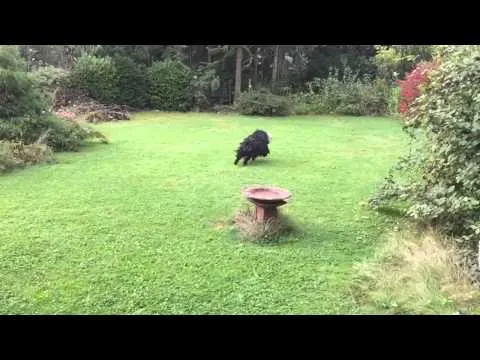 Puli running @ 240fps