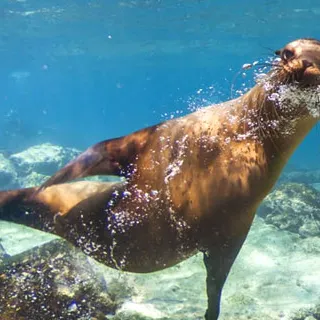 La biodiversità delle Galapagos su Street View
