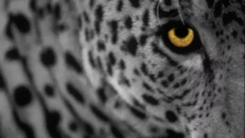 Leopard: altri Screenshots