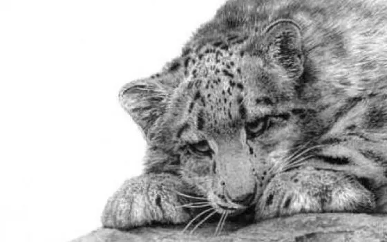 L'autocorrezione di iPhone su Snow Leopard