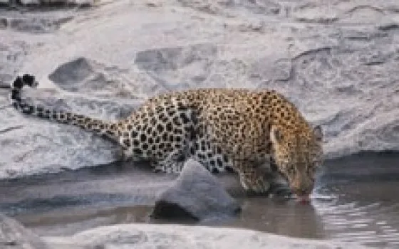 Leopard è caduto in un torrent