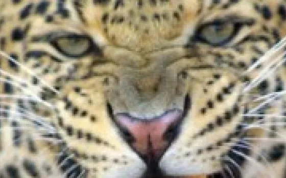Mac OS X Leopard 10.5.1 agli sviluppatori