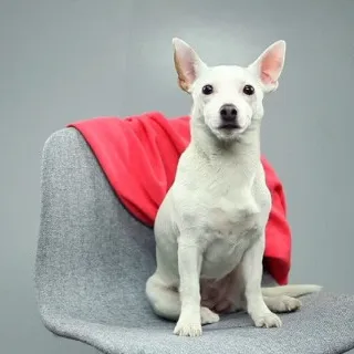 Nokia Cinemagraph anche sui vecchi Lumia