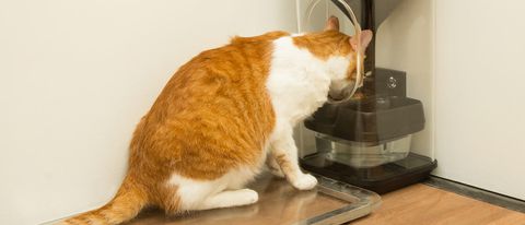Bistro, un feeder hi-tech per gatti