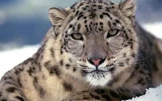 Forbes: Snow leopard sarà la pallottola d'argento di Vista