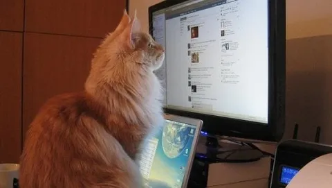 Un Facebook per animali