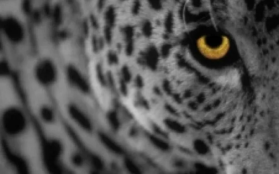 Leopard: altri Screenshots