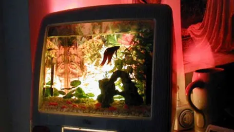 Old iMac: goldfish inside