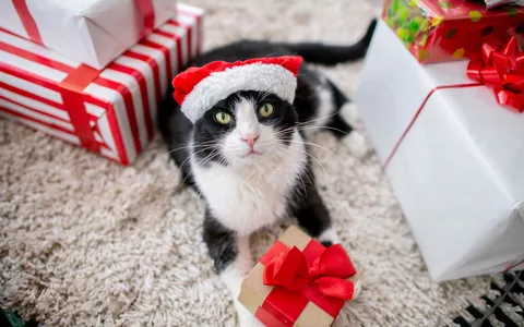 Regali di Natale: 5 idee regalo per gli amanti dei gatti