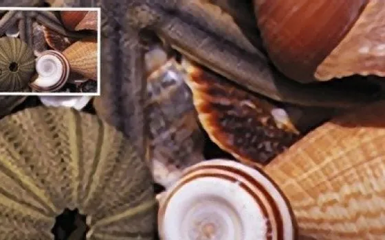 PhotoZoom Pro 3: ingrandire immagini preservando la qualità