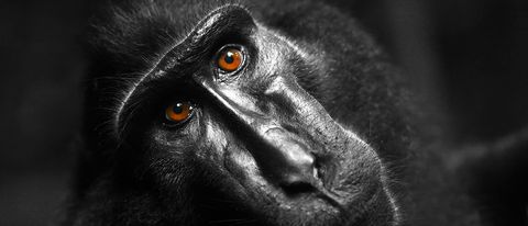 Selfie del macaco: trovato l'accordo