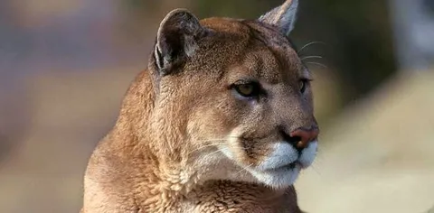 OS X Mountain Lion supera Lion e Snow Leopard