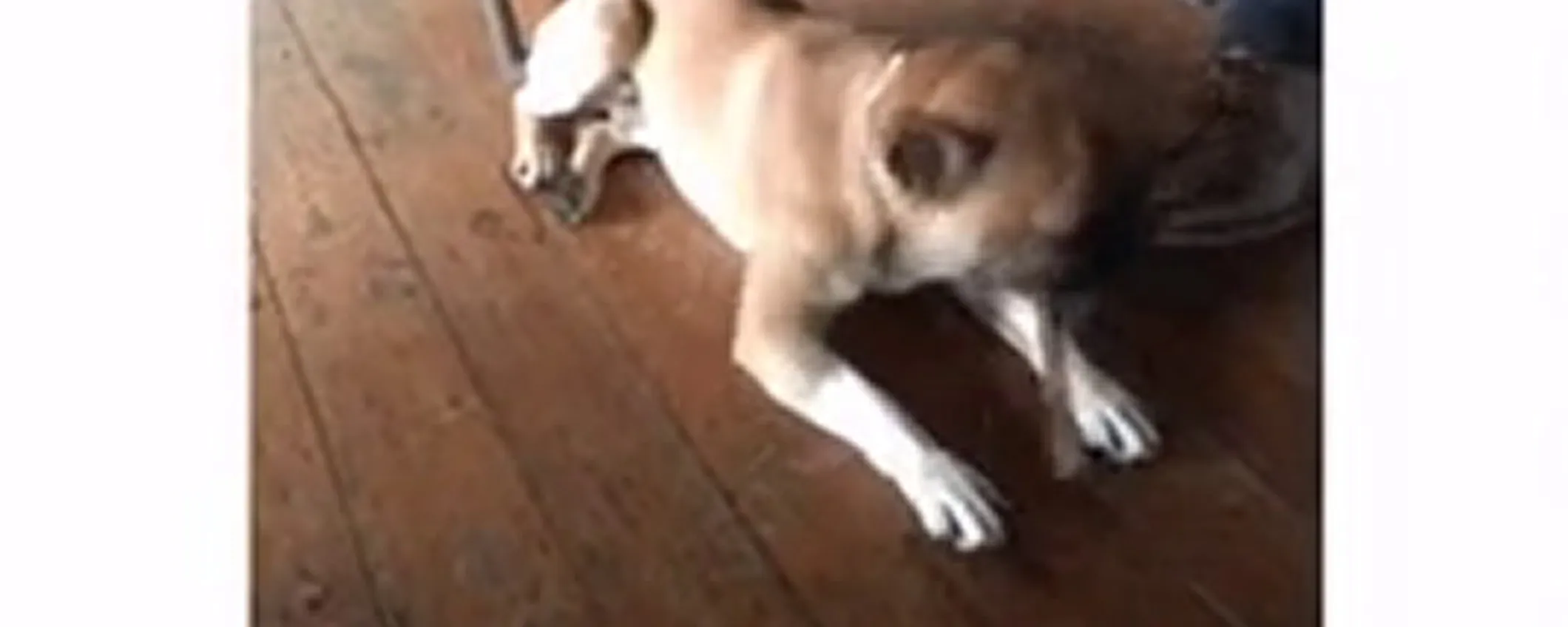 Live GIF