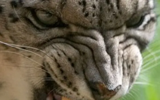 Snow Leopard: Apple distribuisce la Golden Master