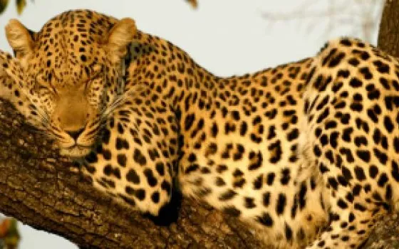 Ufficiale: Leopard rinviato a ottobre. Per colpa di iPhone